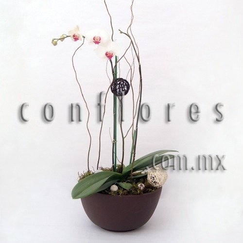 Plantas de Orquídeas en del Valle - Florería conflores