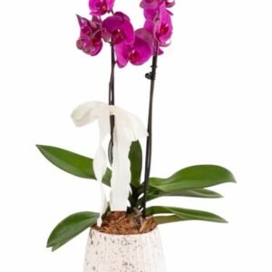 Orquídeas Fucsia doble Vara Mercado Jamaica