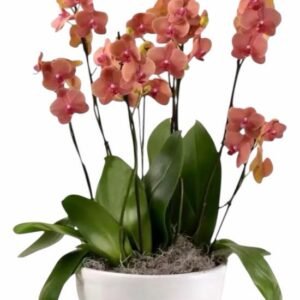 Orquídeas Blancas Florerías Online