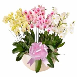 Envía Orquídeas a Domicilio CDMX Special