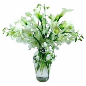 Orquídeas Dendrobium Angelical