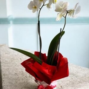 Arreglos con Orquídeas Blanca Love