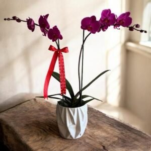 Arreglos con Orquídeas Fucsia