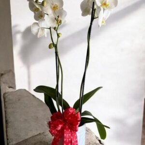 Arreglos con Orquídeas Blanca