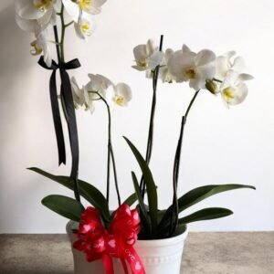 Arreglos con Orquídeas Blanca Doble