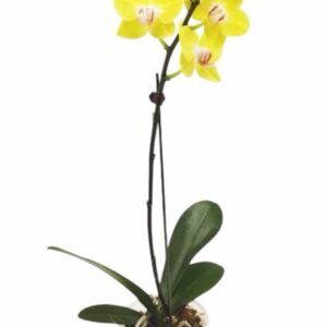 Orquídea Amarilla