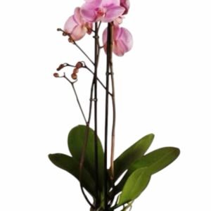 Orquídea Rosa