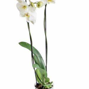 Orquídea blanca