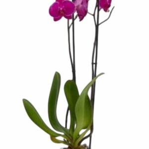 Orquídea Fucsia