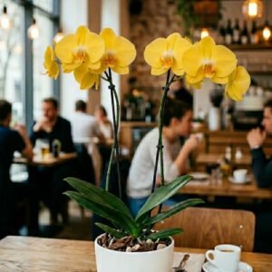 Orquídea doble Vara Amarilla